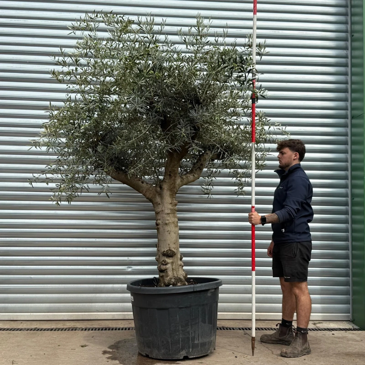 Homepage 6 Olive Trees | Branched Olive Trees | 22579
