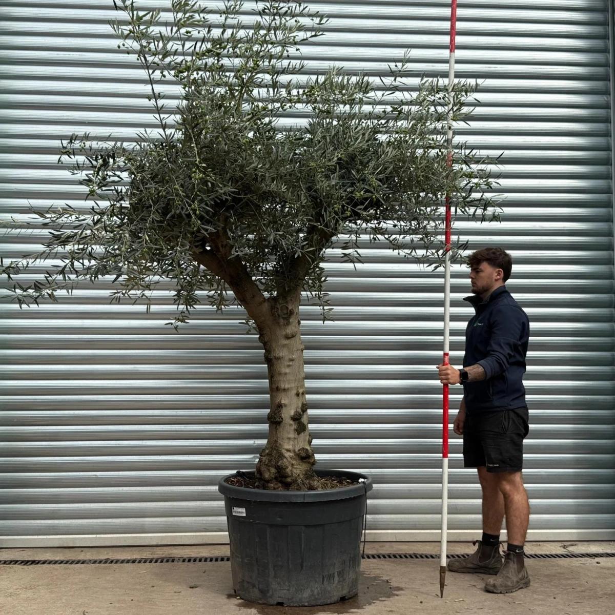 Homepage 7 Olive Trees | Branched Olive Trees | 22580