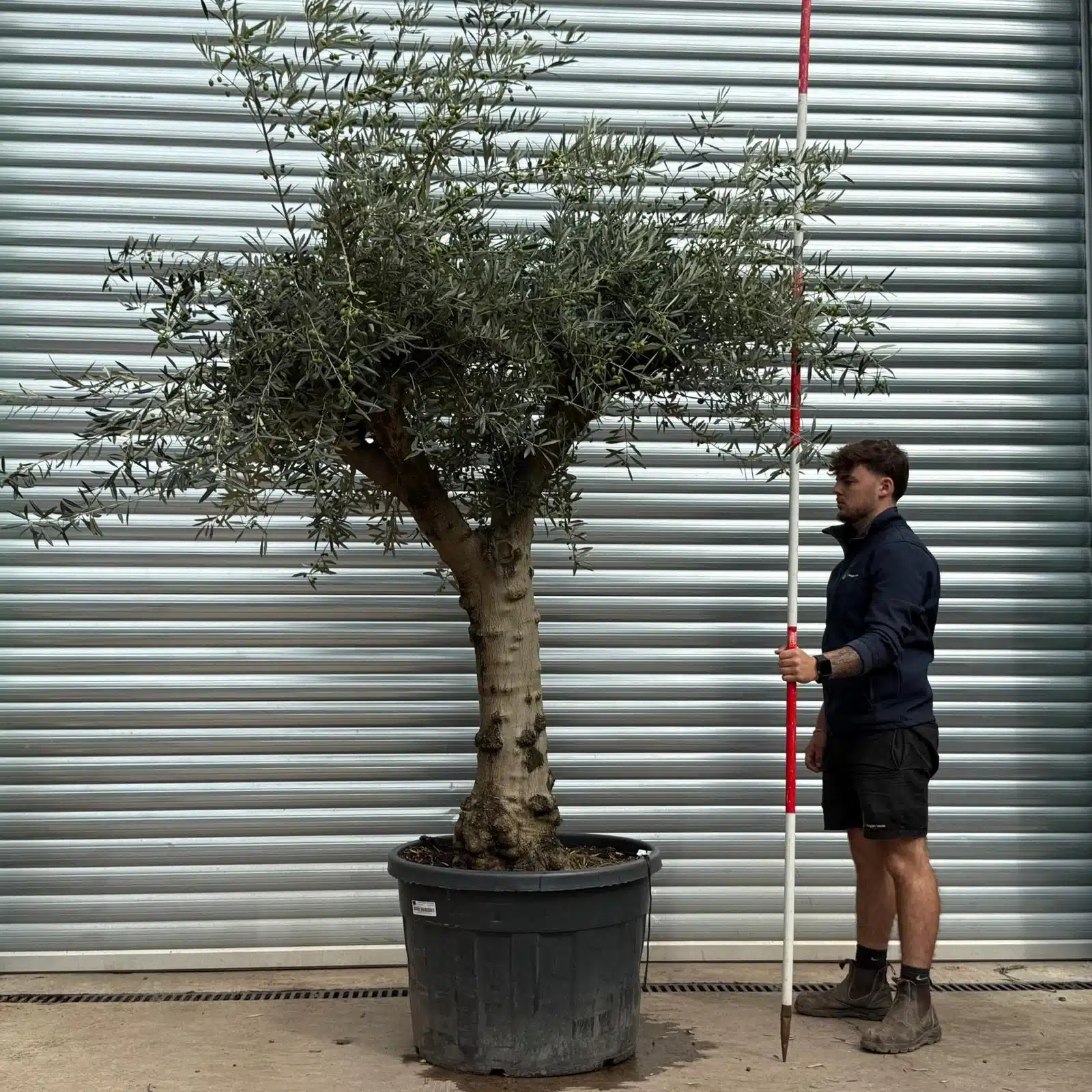 Olive Trees | Branched Olive Trees | 22580 1 Olive Trees | Branched Olive Trees | 22580