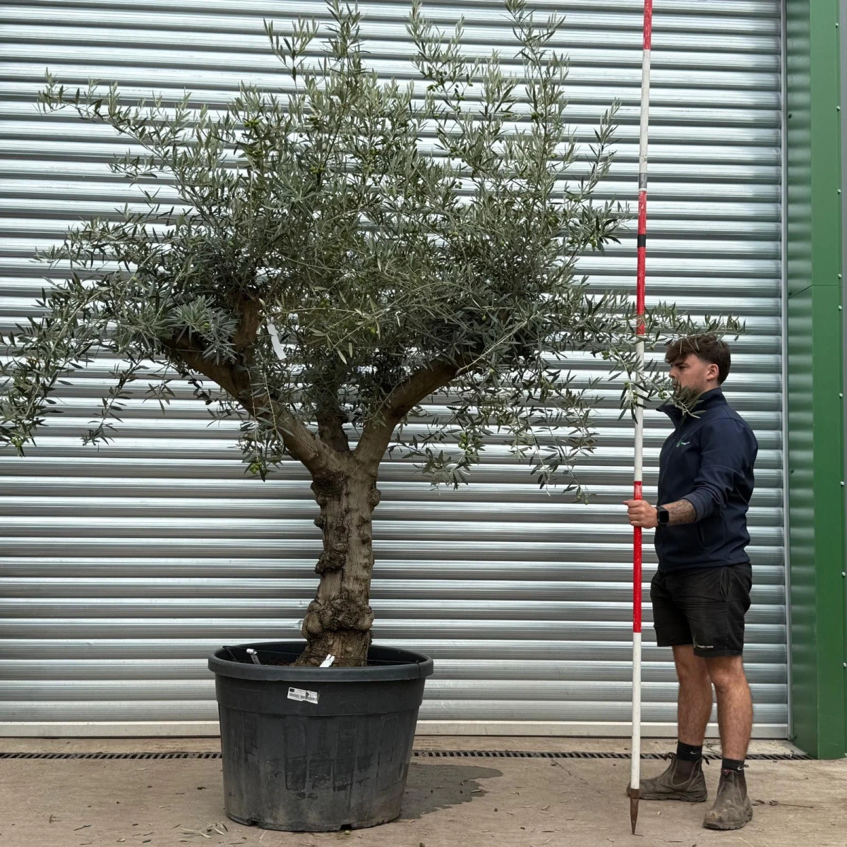 Homepage 8 Olive Trees | Branched Olive Trees | 22581