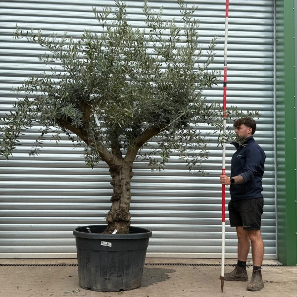 Olive Trees | Branched Olive Trees | 22581