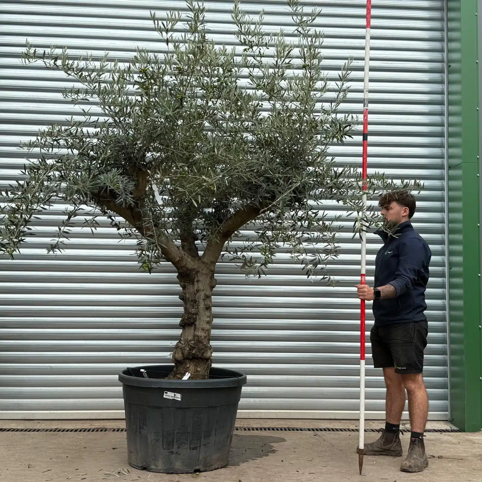 Olive Trees | Branched Olive Trees | 22581 1 Olive Trees | Branched Olive Trees | 22581