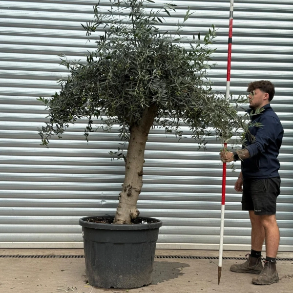 Olive Trees | Gnarly Olive Trees | 22583