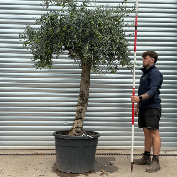 Olive Trees | Gnarly Olive Trees | 22584