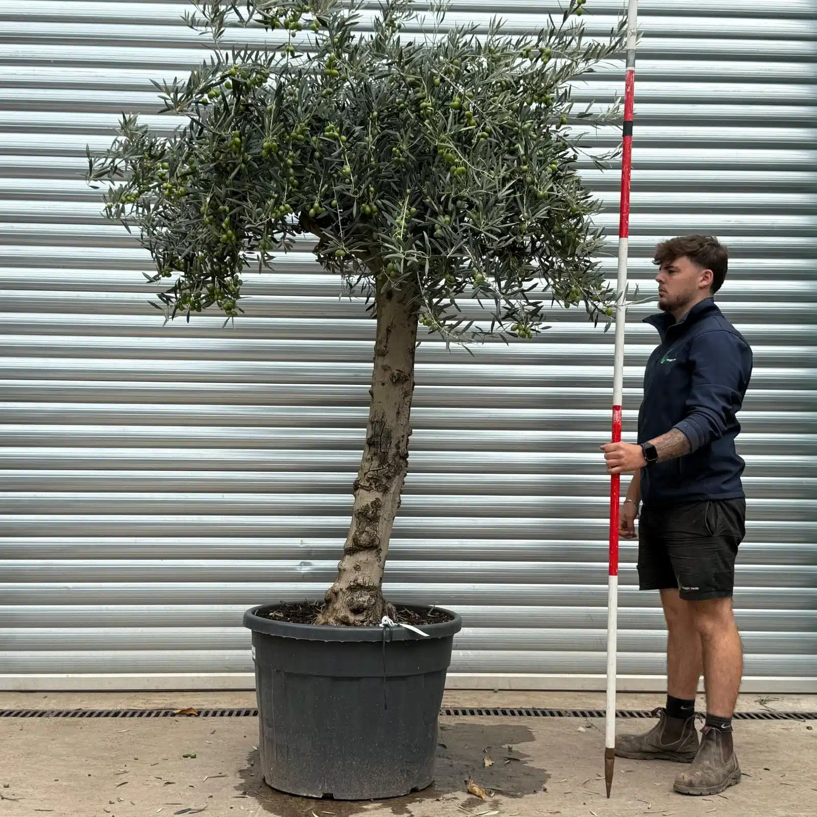 Olive Trees | Gnarly Olive Trees | 22584