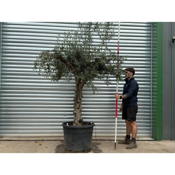 Olive Trees | Branched Olive Trees | 22585