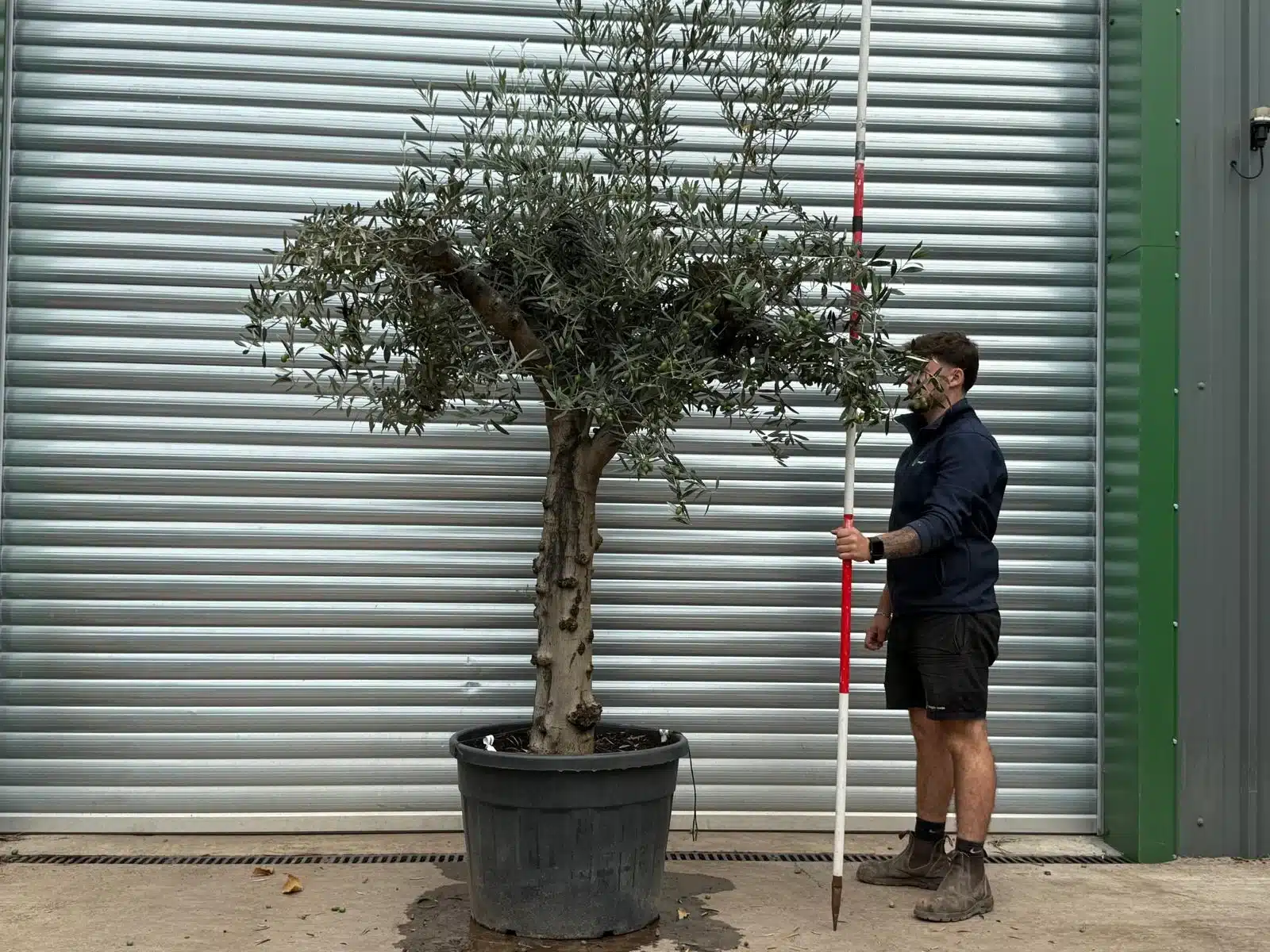Olive Trees | Branched Olive Trees | 22585