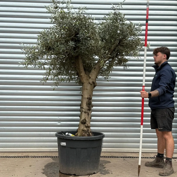 Olive Trees | Branched Olive Trees | 22586
