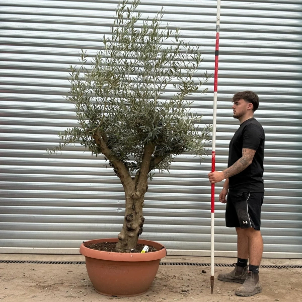 Olive Trees | Branched Olive Trees | 22587