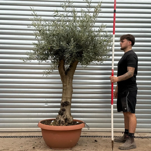 Olive Trees | Branched Olive Trees | 22588
