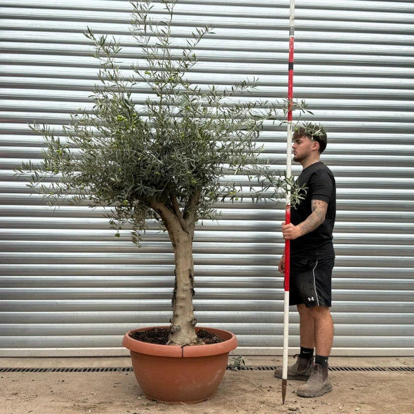Olive Trees | Branched Olive Trees | 22589