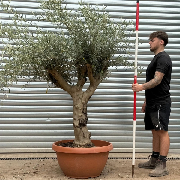 Olive Trees | Branched Olive Trees | 22590