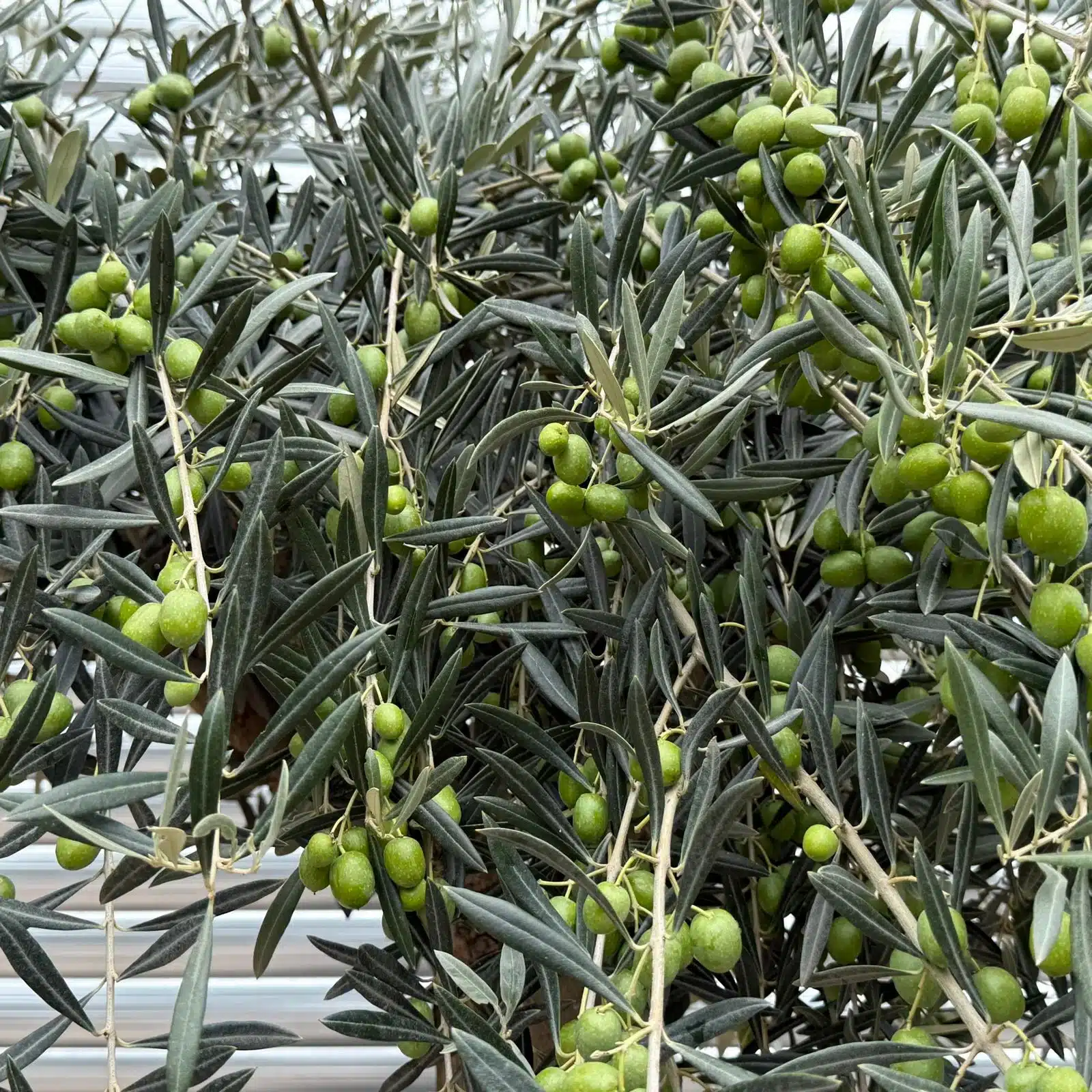 Olive Trees | Old Olive Trees | 22576 3 Olive Trees | Old Olive Trees | 22576 - Image 2