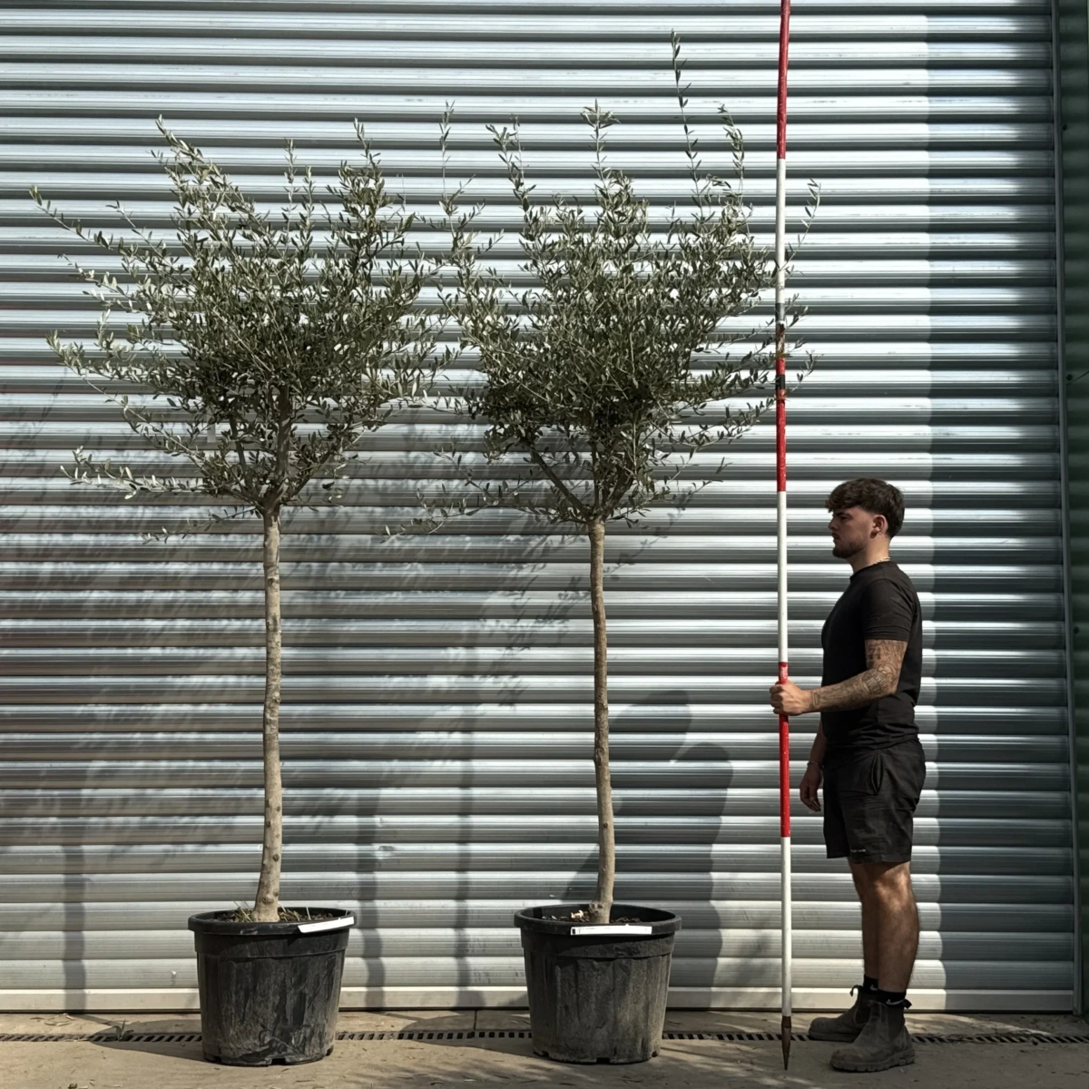 Homepage 1 Olive Trees | Mature Olive Trees | Milan Stylish Pair