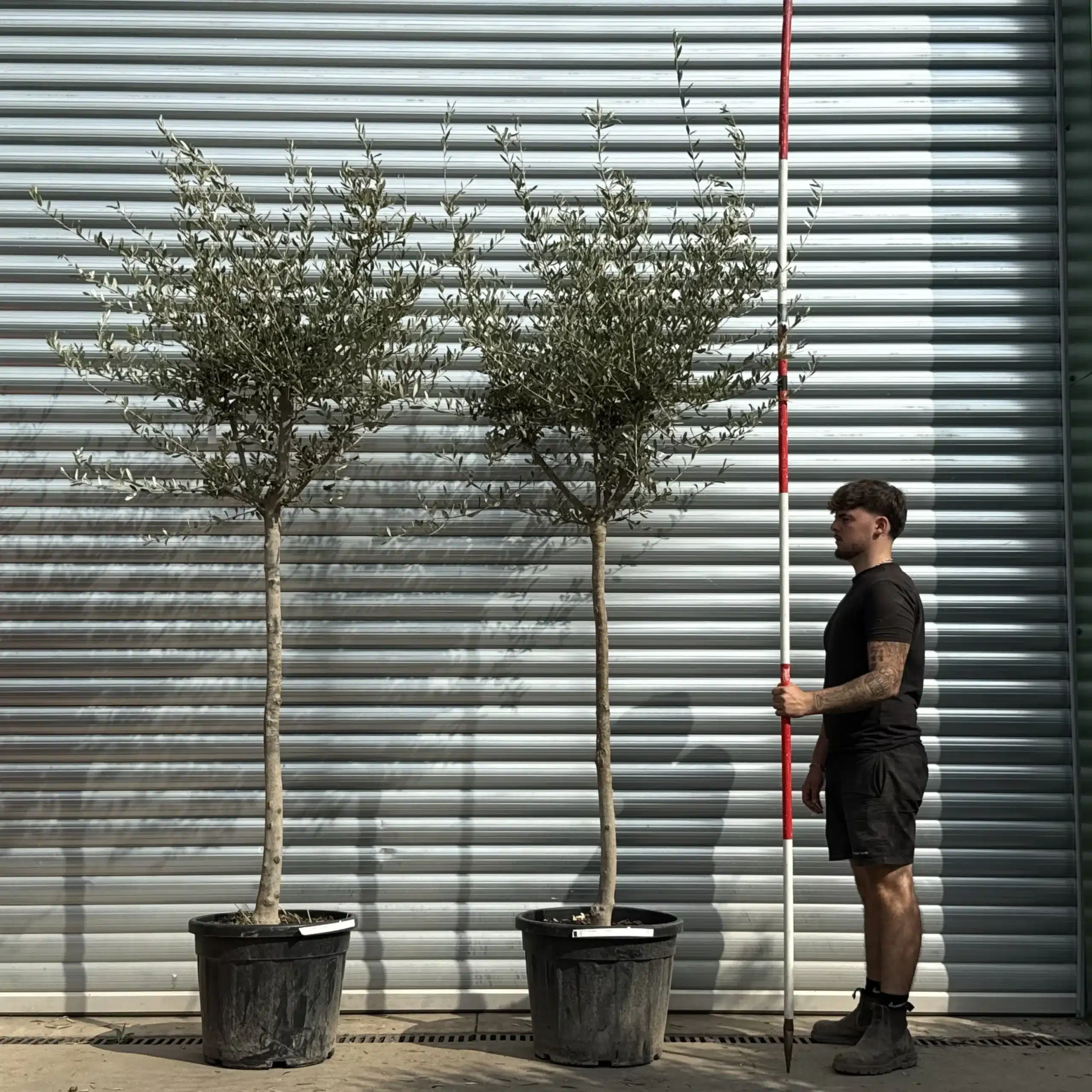 Olive Trees | Mature Olive Trees | Milan Stylish Pair