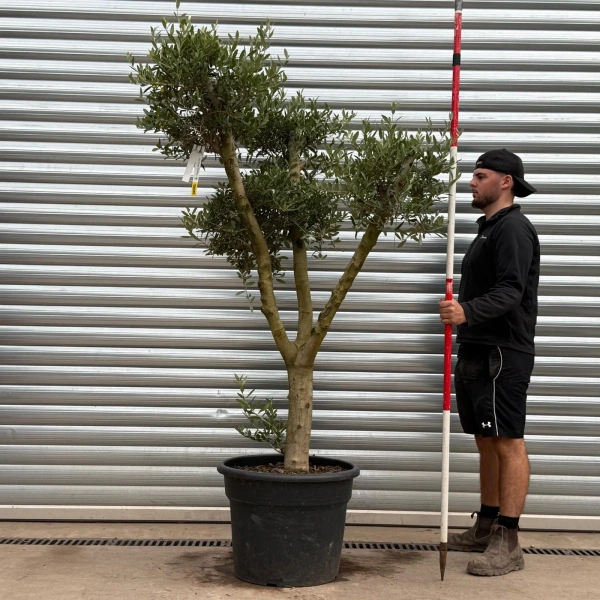 Olive Trees | Branched Olive Trees | 22393