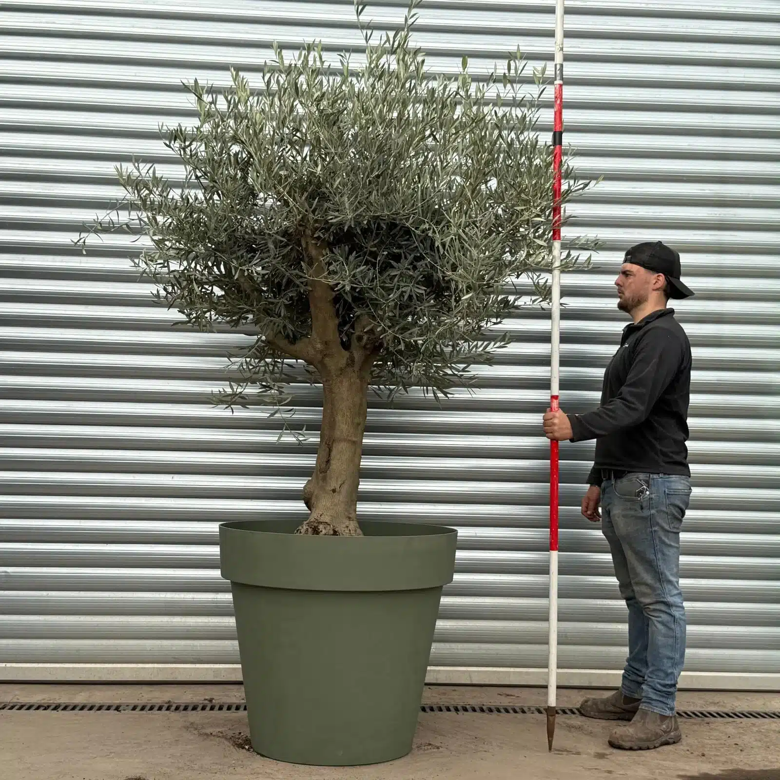 Olive Trees | Branched Potted Olive Trees | 22407