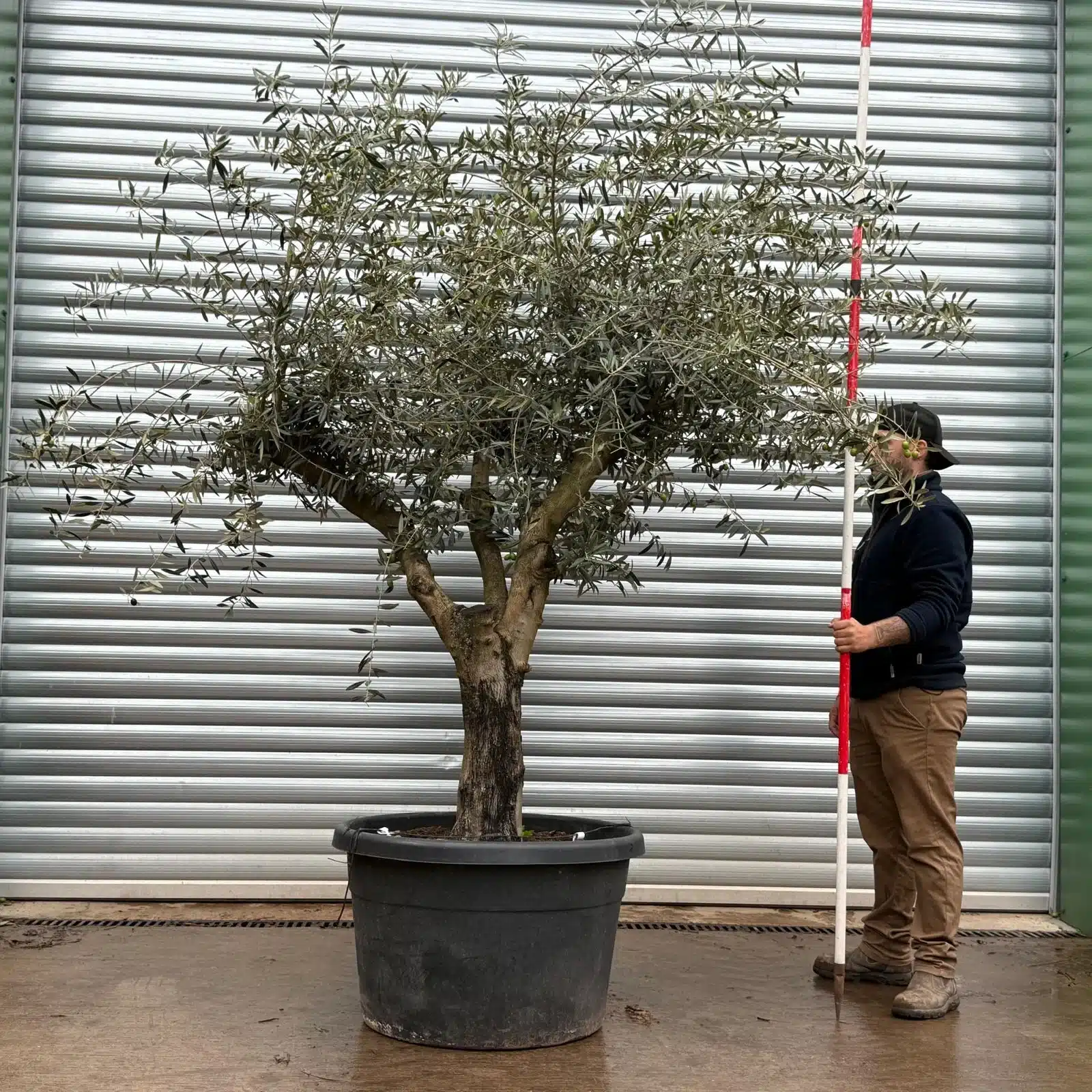 Olive Trees | Branched Olive Trees | 22408