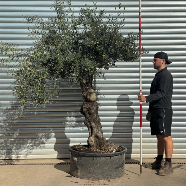 Olive Trees | Old Olive Trees | 22539
