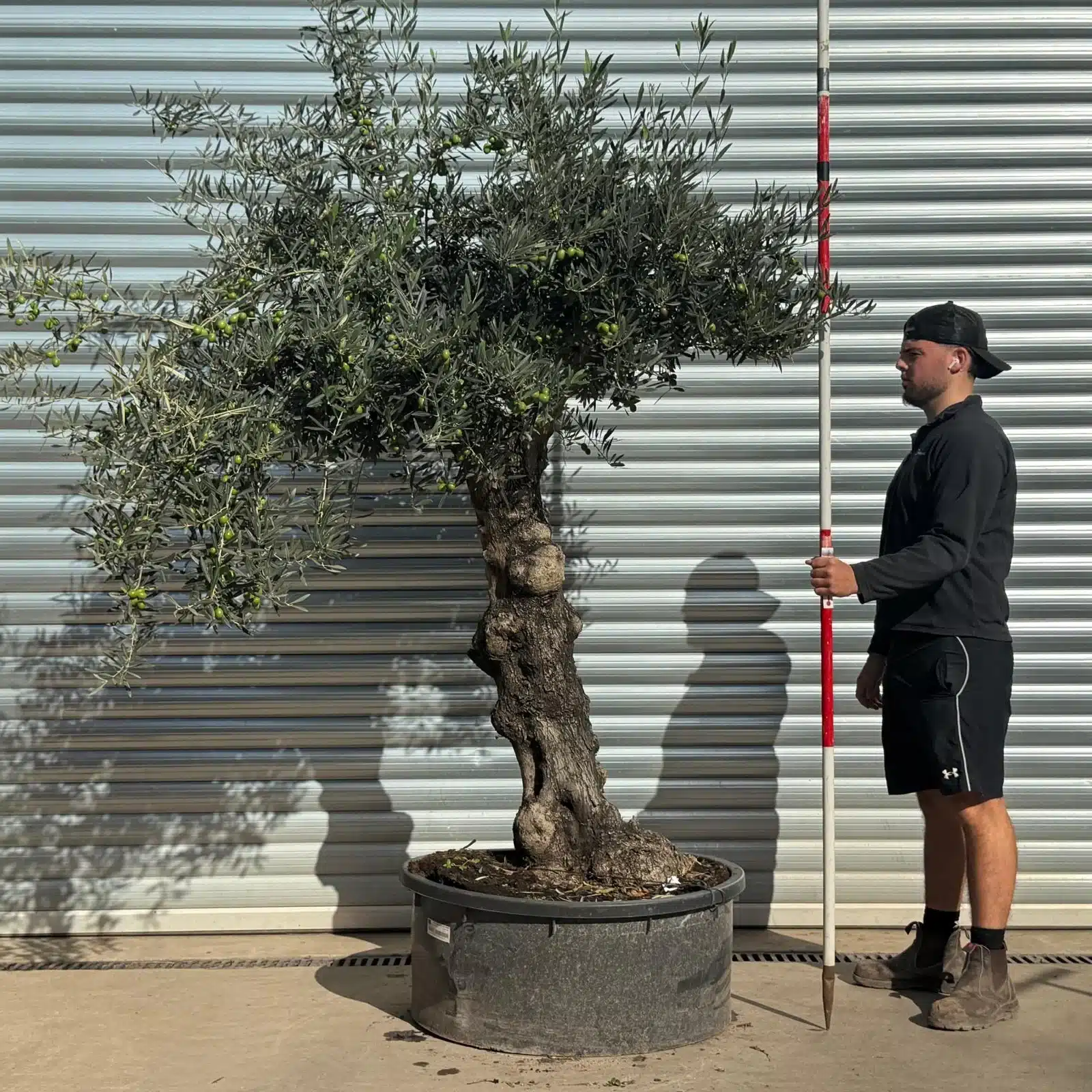 Olive Trees | Old Olive Trees | 22539