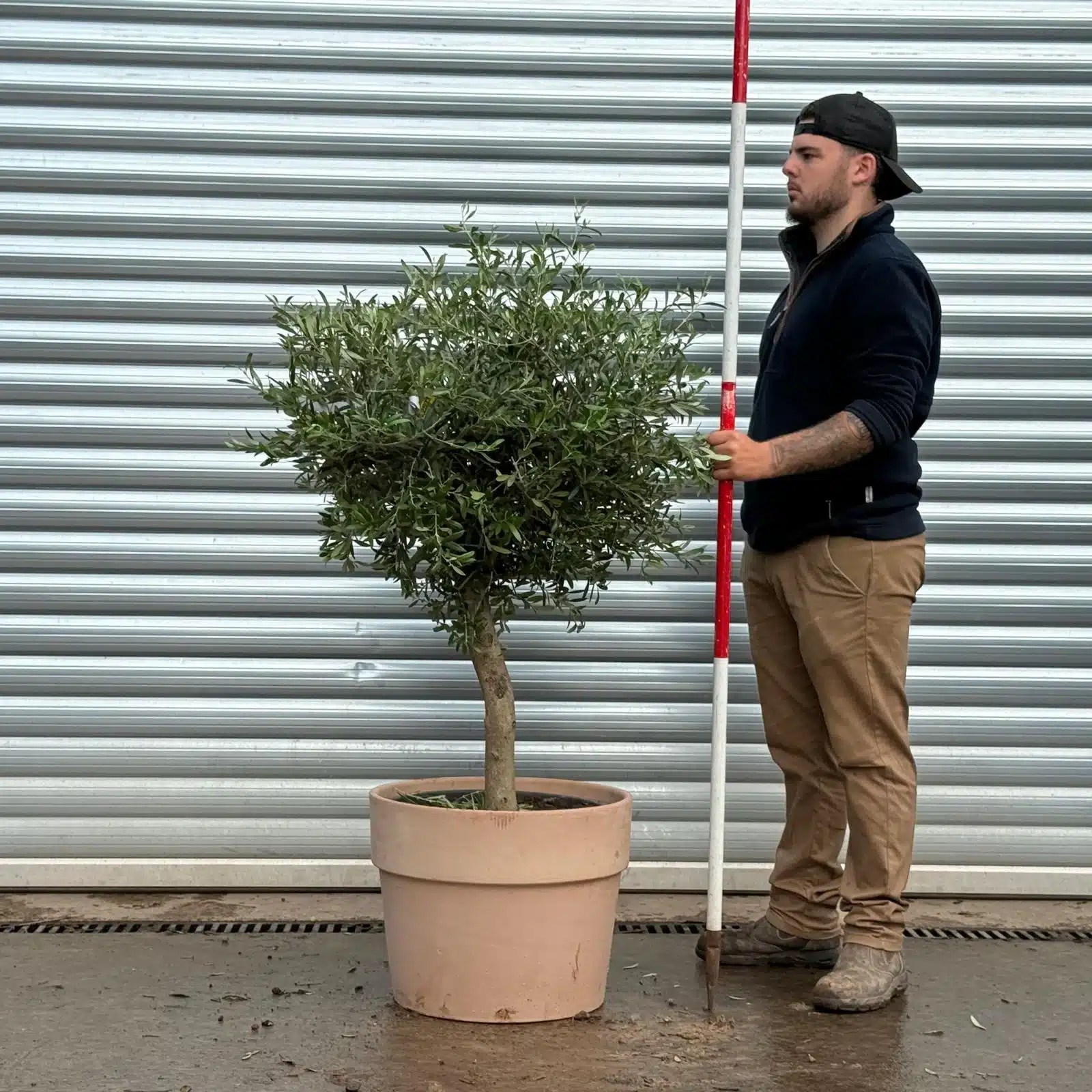 Olive Trees | Mature Olive Trees | 22503v 1 Olive Trees | Mature Olive Trees | 22503v