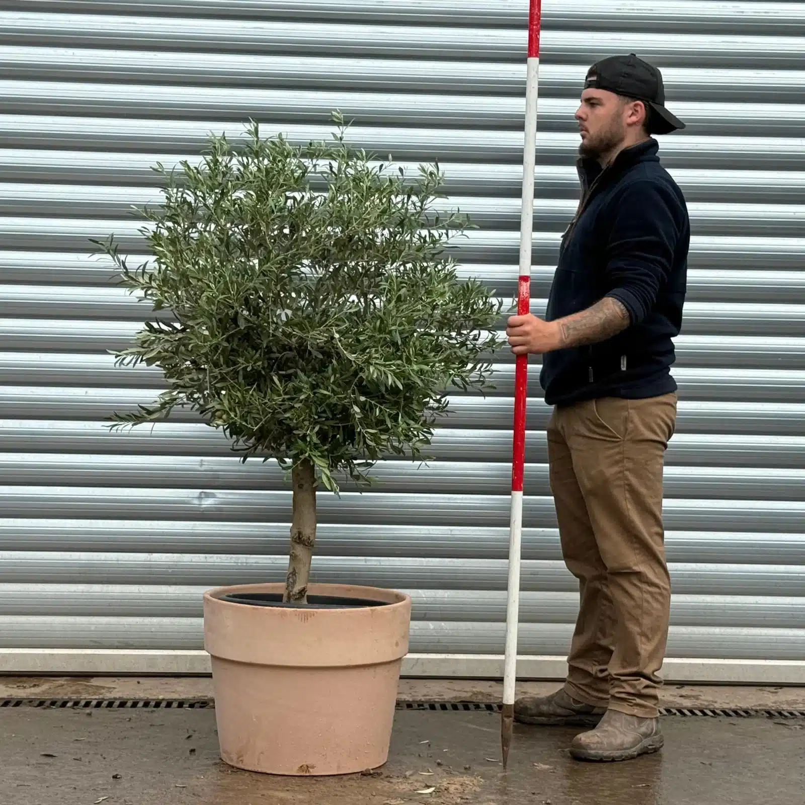 Olive Trees | Mature Olive Trees | 22504v