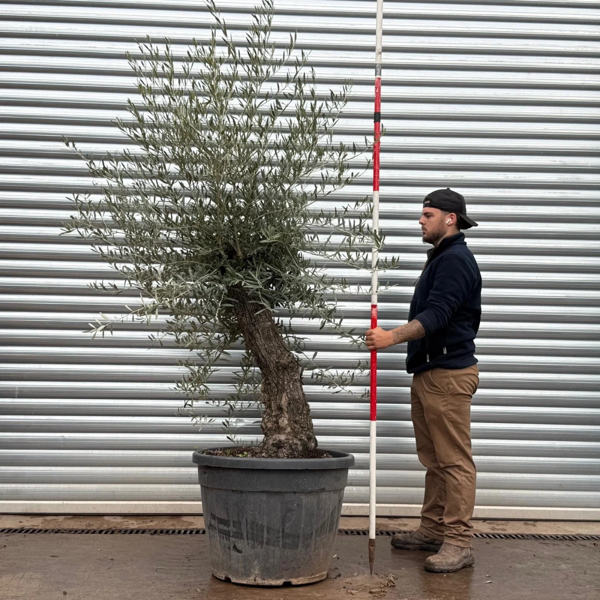 Homepage 7 Olive Trees | Gnarly Olive Trees | 22505
