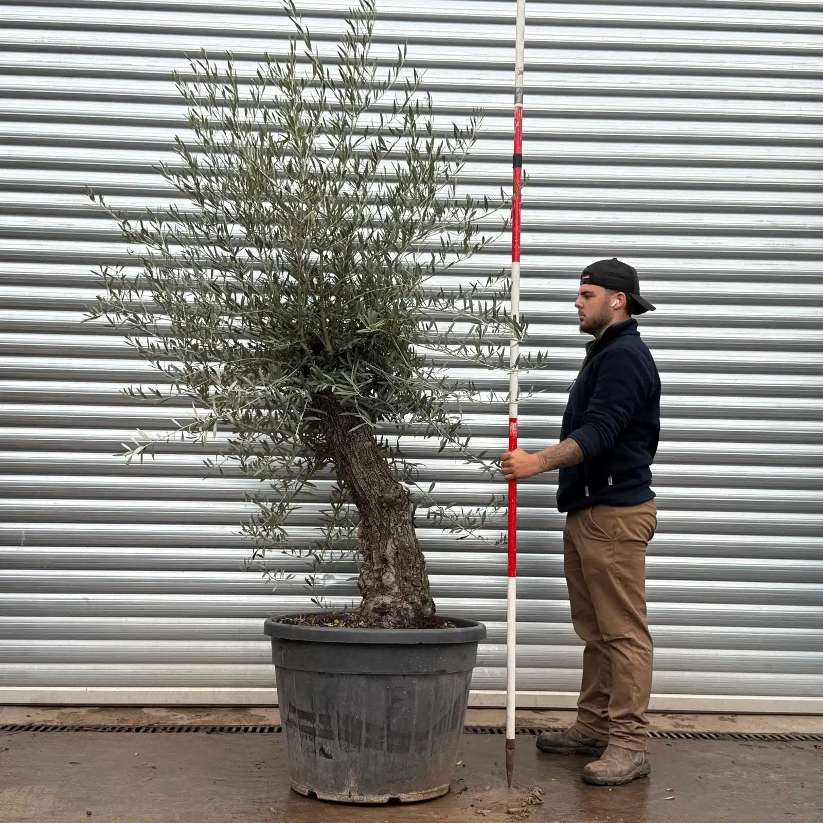 Olive Trees | Gnarly Olive Trees | 22505 1 Olive Trees | Gnarly Olive Trees | 22505