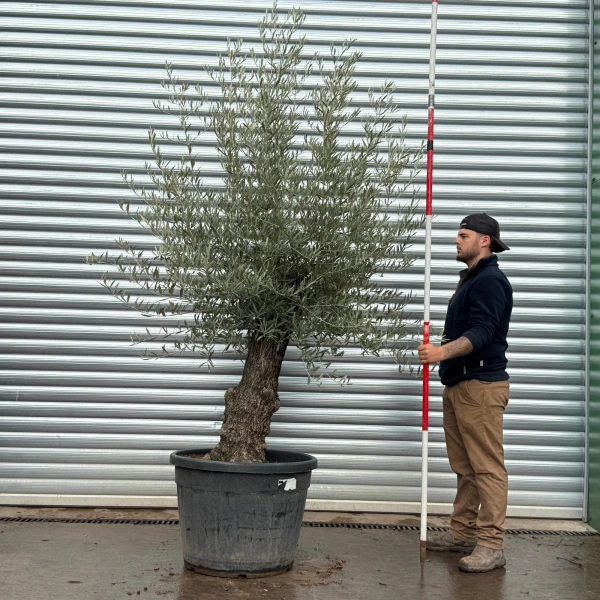 Olive Trees | Gnarly Olive Trees | 22506