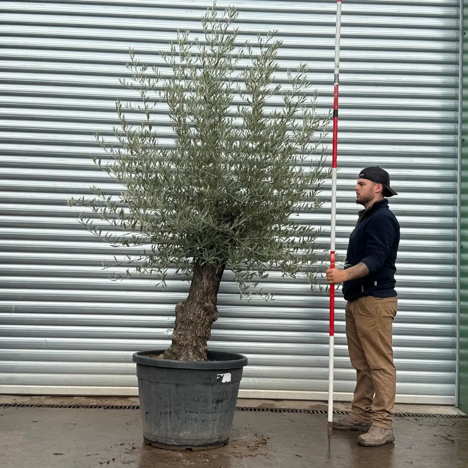 Olive Trees | Gnarly Olive Trees | 22506 1 Olive Trees | Gnarly Olive Trees | 22506