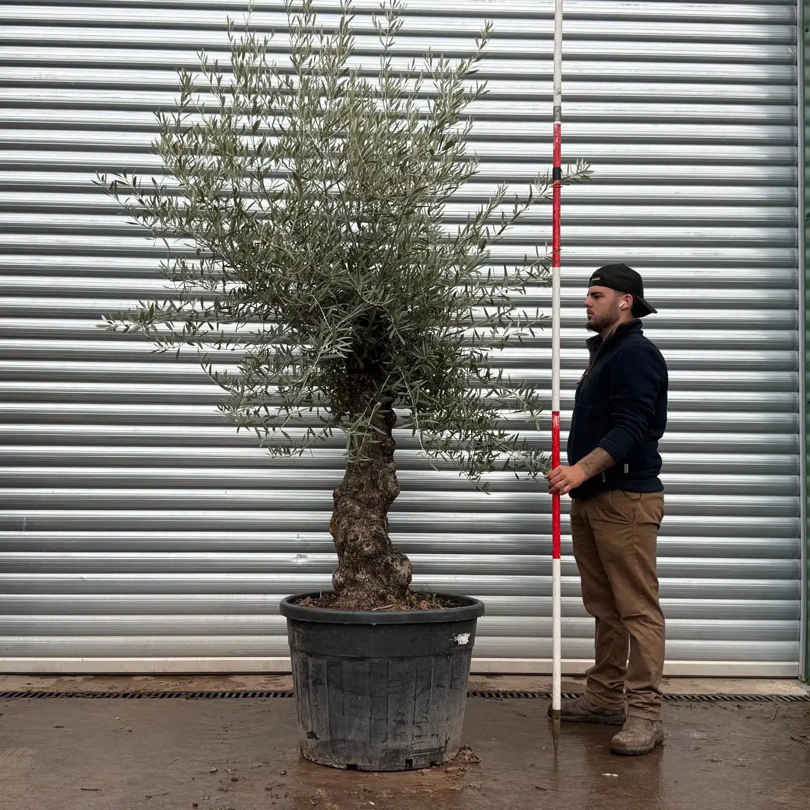 Olive Trees | Gnarly Olive Trees | 22507 1 Olive Trees | Gnarly Olive Trees | 22507