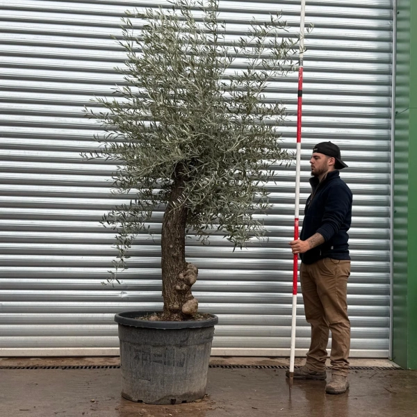 Olive Trees | Gnarly Olive Trees | 22508