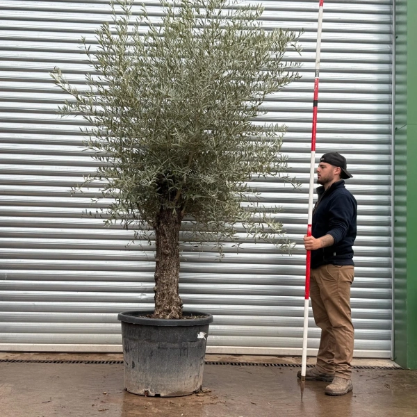 Olive Trees | Gnarly Olive Trees | 22509