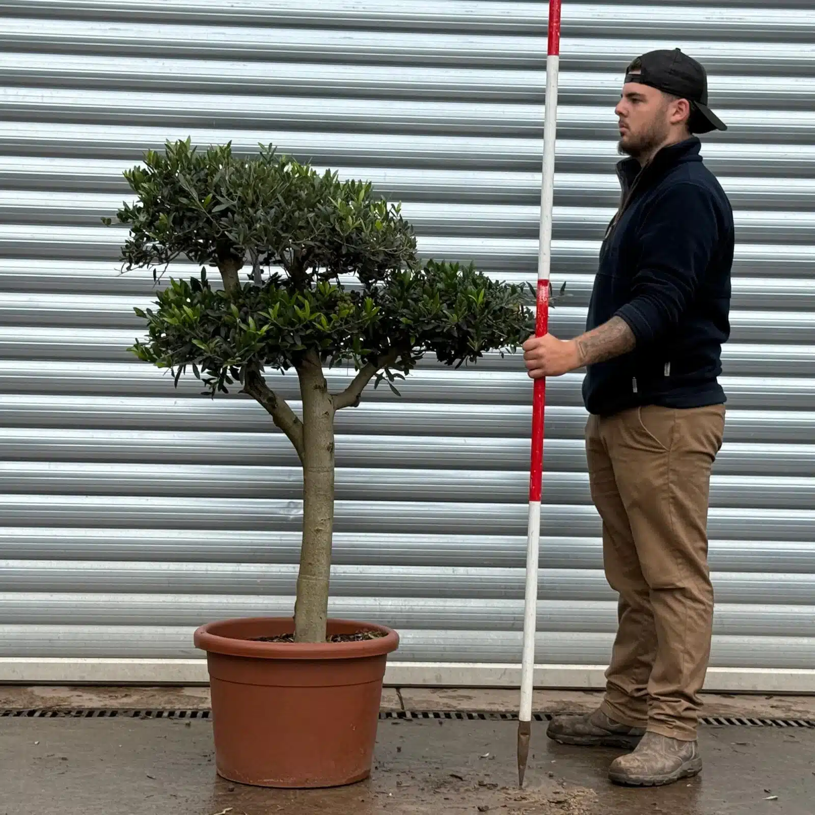 Olive Trees | Cloud Olive Trees | 22511 1 Olive Trees | Cloud Olive Trees | 22511