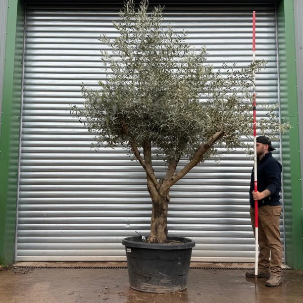Olive Trees | Branched Olive Trees | 22512