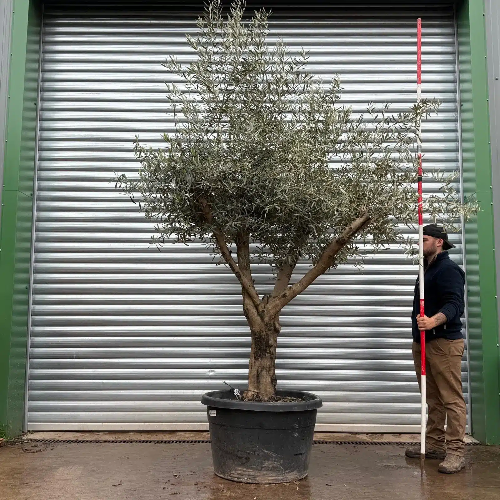 Olive Trees | Branched Olive Trees | 22512 1 Olive Trees | Branched Olive Trees | 22512