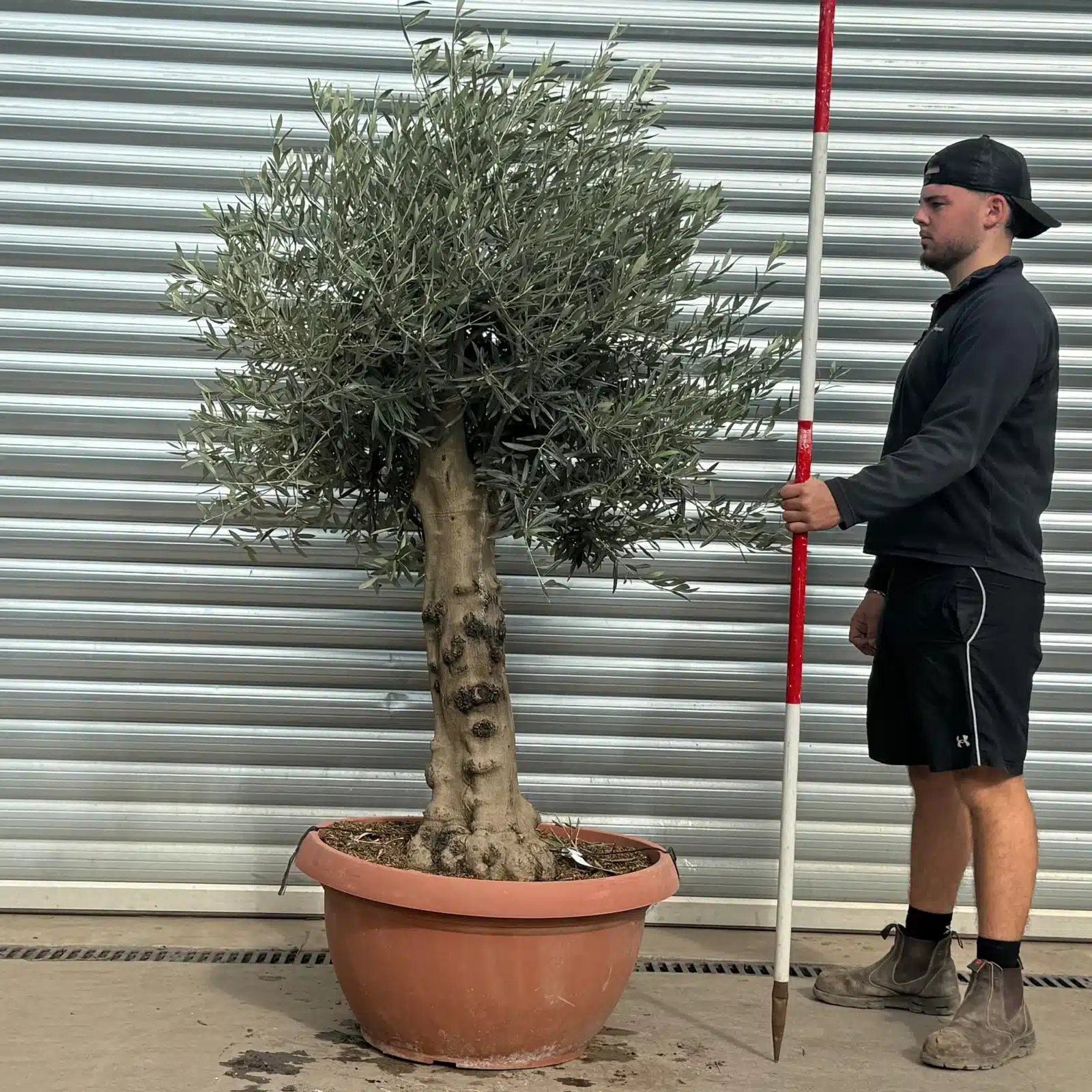 Olive Trees | Old Olive Trees | 22517 1 Olive Trees | Old Olive Trees | 22517