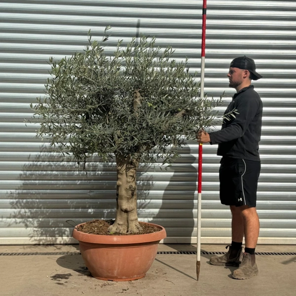 Olive Trees | Old Olive Trees | 22518