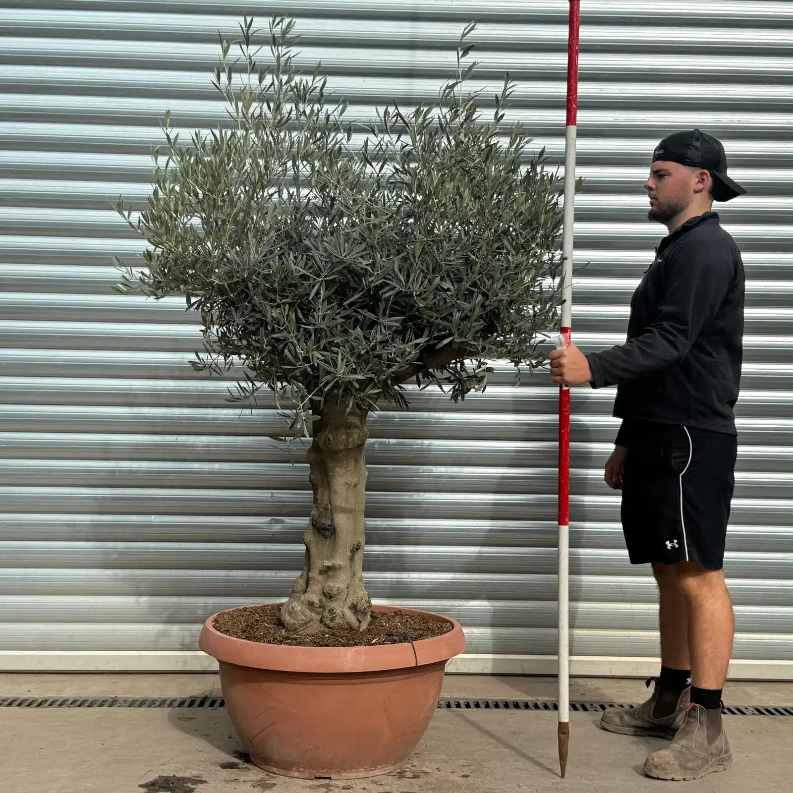 Olive Trees | Old Olive Trees | 22520 1 Olive Trees | Old Olive Trees | 22520