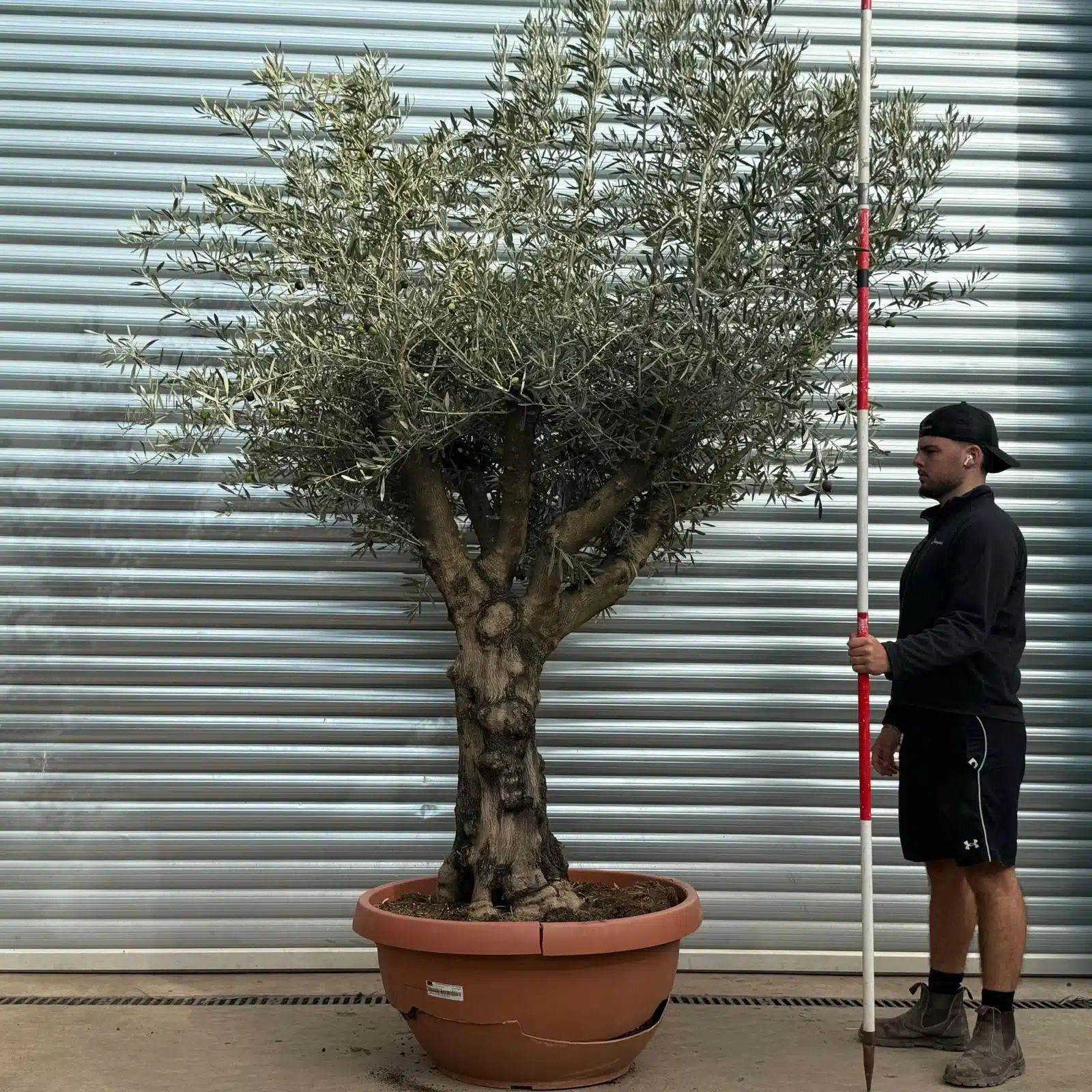 Olive Trees | Gnarly Olive Trees | 22522