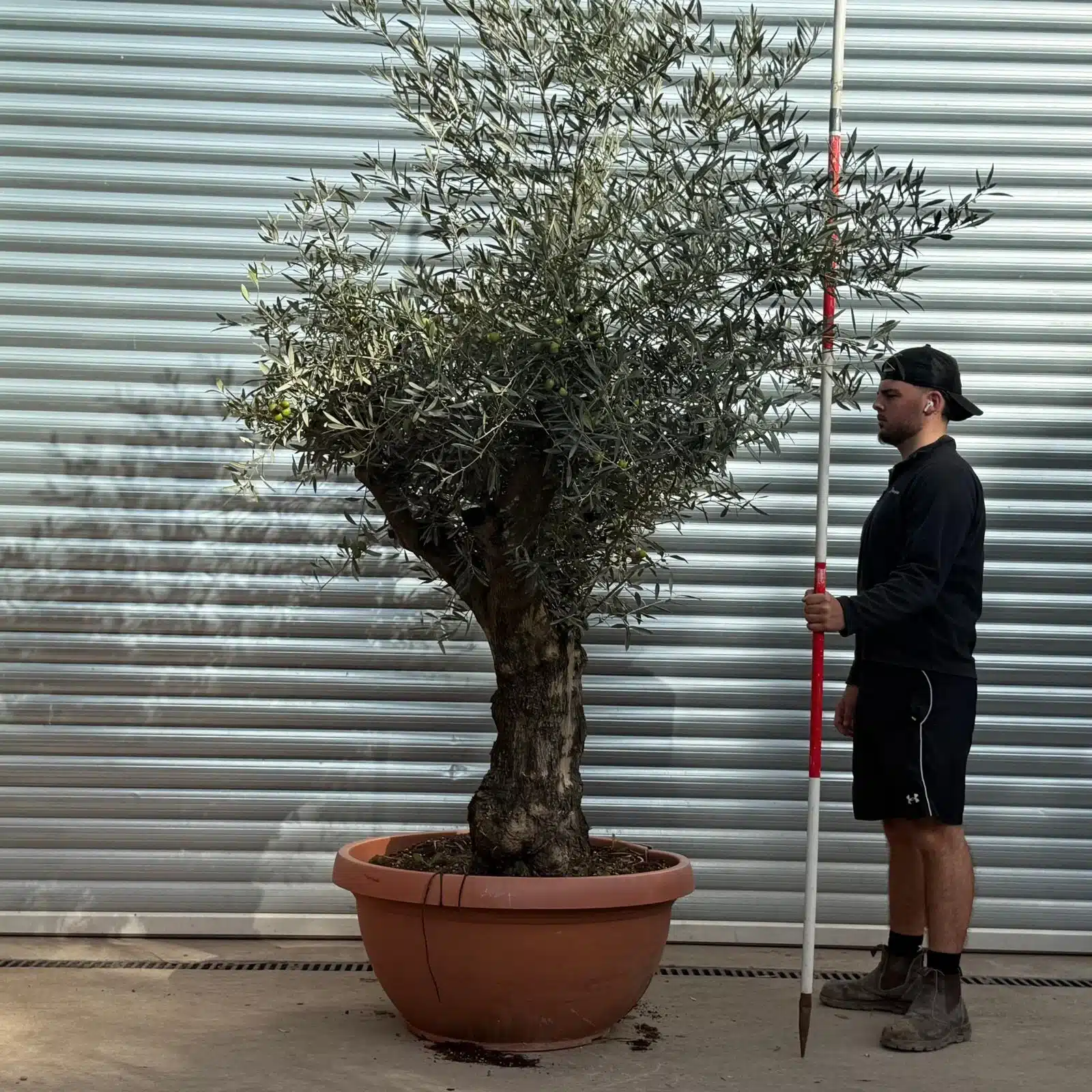 Olive Trees | Branched Olive Trees | 22523