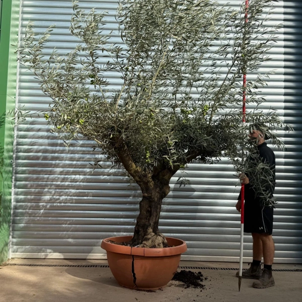Olive Trees | Branched Olive Trees | 22524