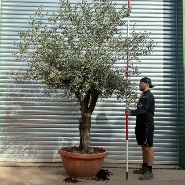 Olive Trees | Branched Olive Trees | 22525