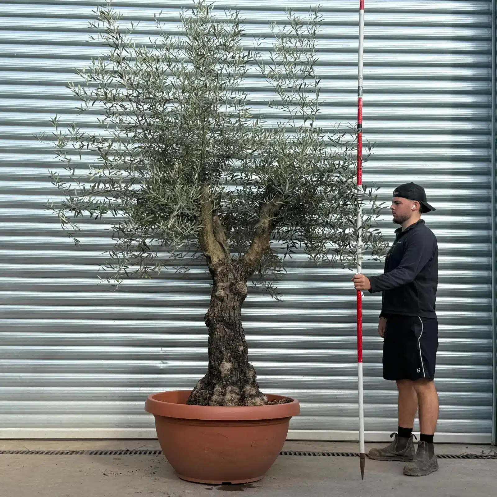 Olive Trees | Branched Olive Trees | 22526 1 Olive Trees | Branched Olive Trees | 22526