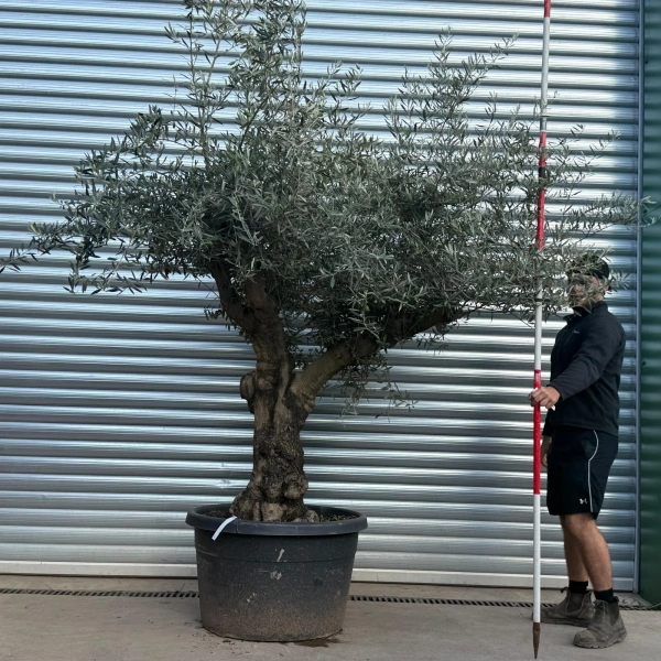 Olive Trees | Branched Olive Trees | 22527