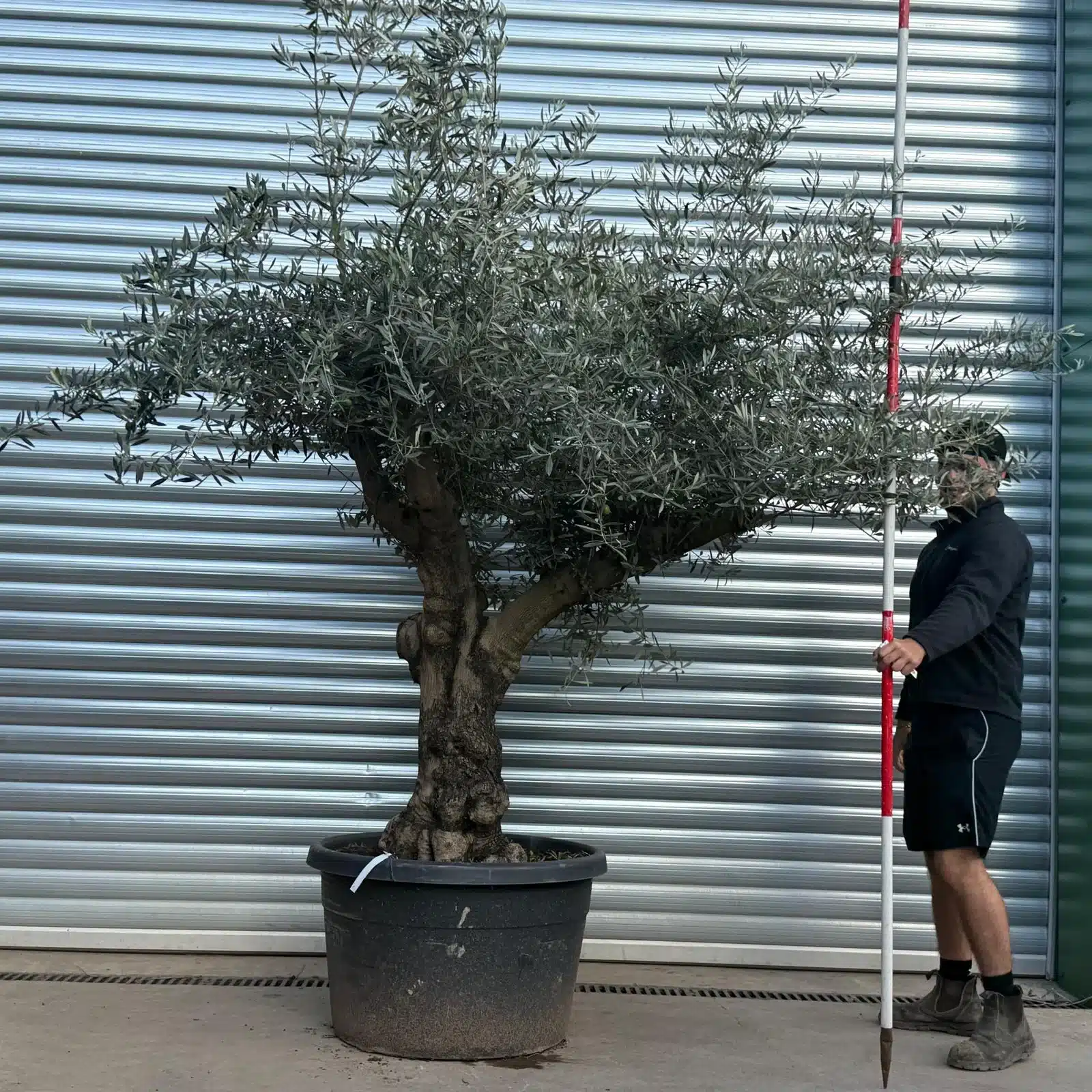 Olive Trees | Branched Olive Trees | 22527
