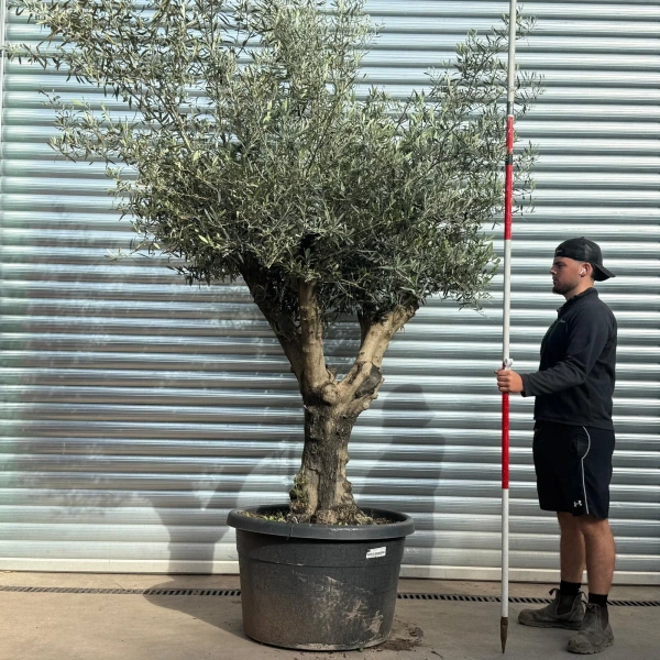 Olive Trees | Branched Olive Trees | 22528