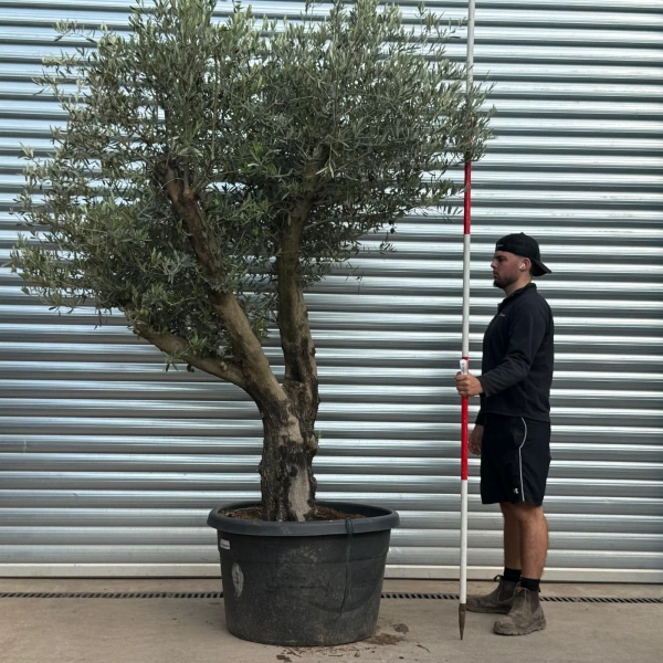Olive Trees | Branched Olive Trees | 22529