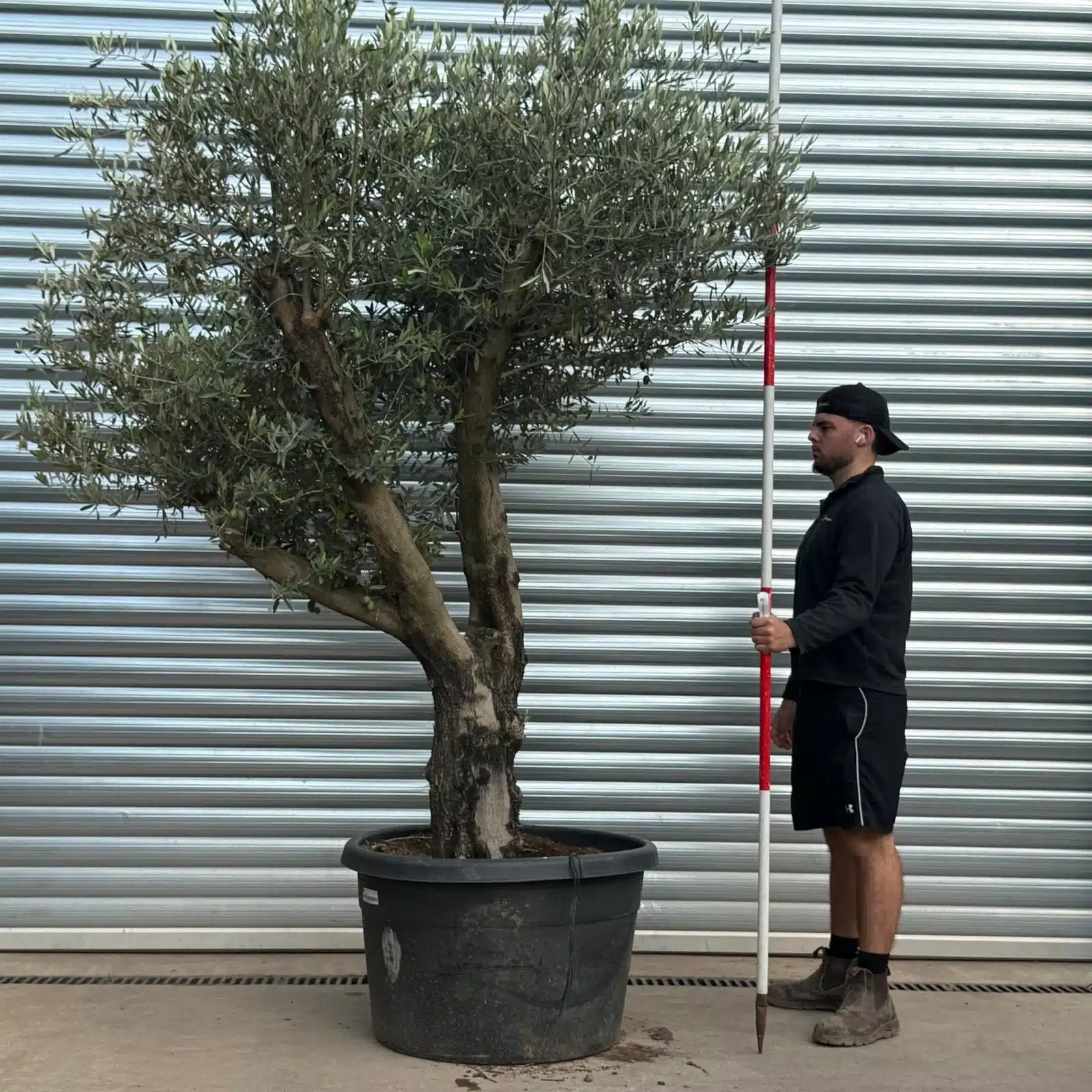 Olive Trees | Branched Olive Trees | 22529