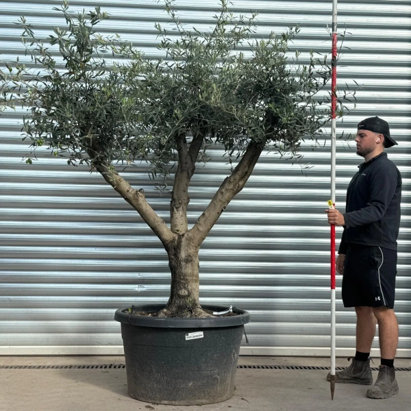 Olive Trees | Branched Olive Trees | 22530